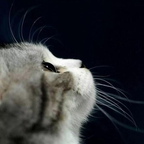 娱乐吃瓜君与猫,揭秘娱乐圈的萌宠生活